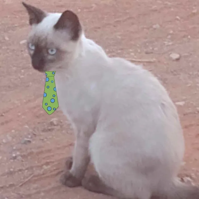 Gato ra a Siames  idade 2 a 6 meses nome Theo 