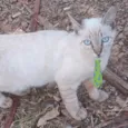 Tom 