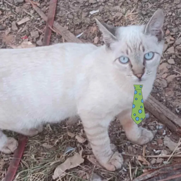Gato ra a Mestiço  idade 2 a 6 meses nome Tom 