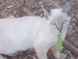 Tom 