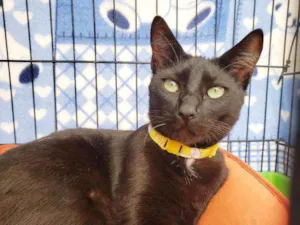 Gato raça Srd idade 1 ano nome Malbec