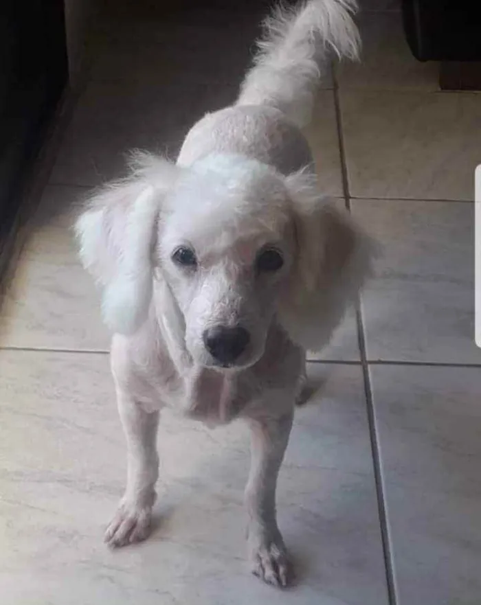 Cachorro ra a Poodle idade 6 ou mais anos nome Algodão 