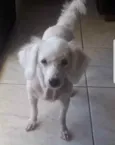 Algodão