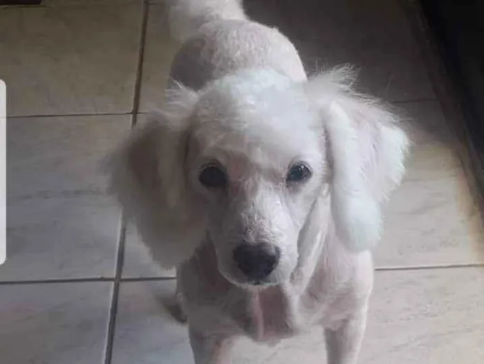 Cachorro ra a Poodle idade 6 ou mais anos nome Algodão 