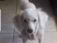 Algodão