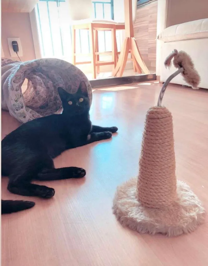 Gato raça sem raça idade 7 a 11 meses nome Fred