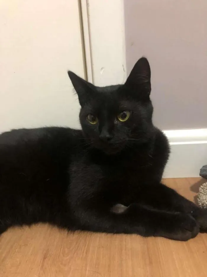 Gato raça sem raça idade 7 a 11 meses nome Fred