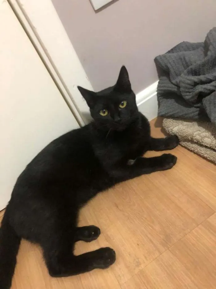 Gato raça sem raça idade 7 a 11 meses nome Fred