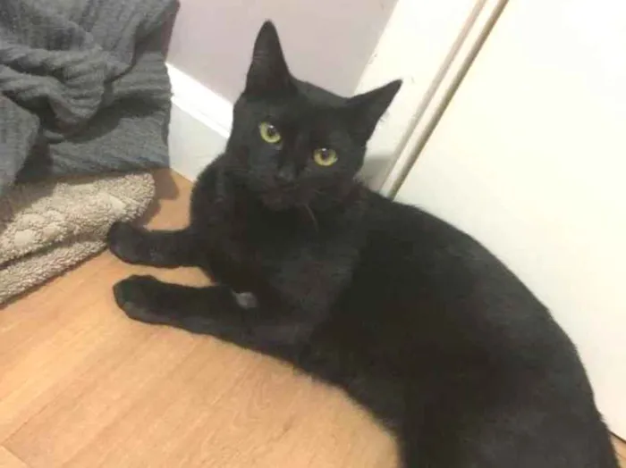 Gato raça sem raça idade 7 a 11 meses nome Fred