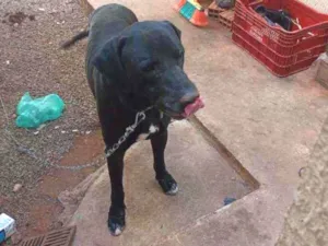 Cachorro raça Desconhecida idade 3 anos nome Negão