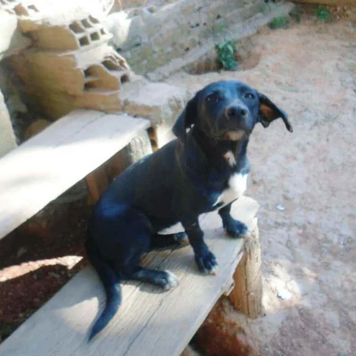Cachorro ra a SRD idade 7 a 11 meses nome Carina