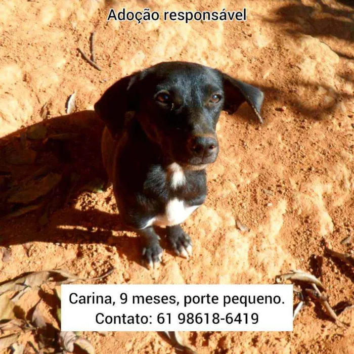 Cachorro ra a SRD idade 7 a 11 meses nome Carina