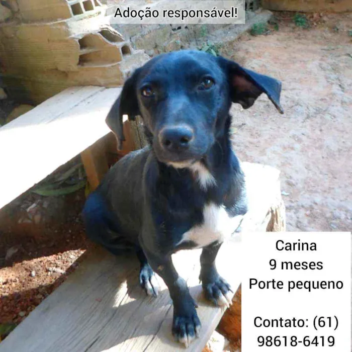 Cachorro ra a SRD idade 7 a 11 meses nome Carina