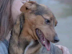 Cachorro raça  idade 3 anos nome Não sei 