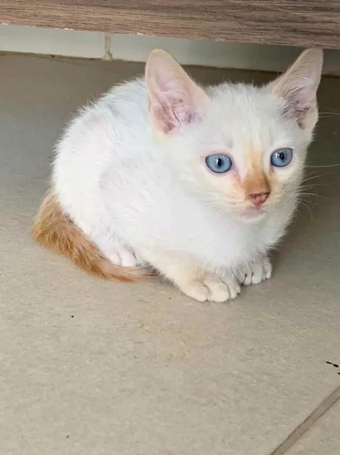 Gato ra a Sem raca idade 2 a 6 meses nome Blue