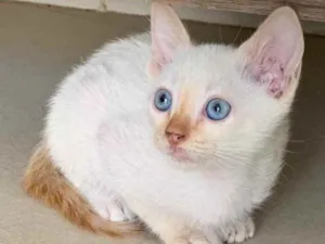 Gato raça Sem raca idade 2 a 6 meses nome Blue