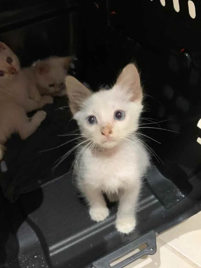 Gato ra a Sem raca idade 2 a 6 meses nome Neve 