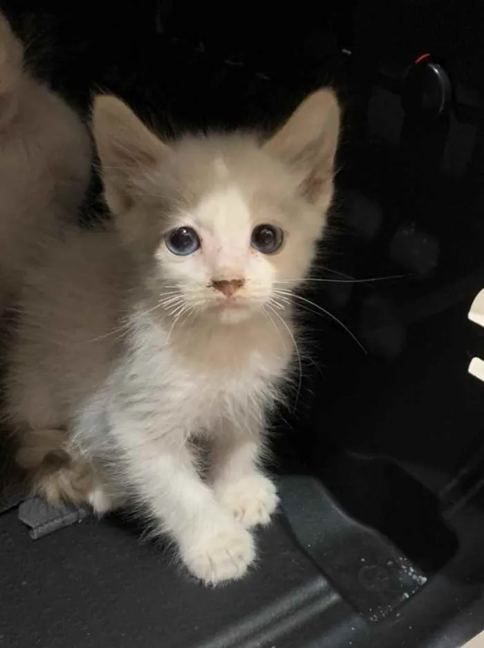 Gato ra a Sem raca idade 2 a 6 meses nome Neve 