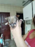 Não possuem