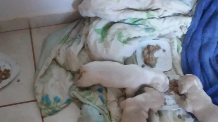 Cachorro raça Daschunds teckel idade Abaixo de 2 meses nome Pinga  sorriso zulem