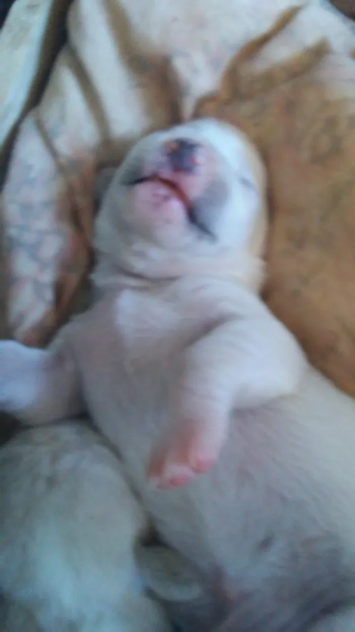 Cachorro raça Daschunds teckel idade Abaixo de 2 meses nome Pinga  sorriso zulem