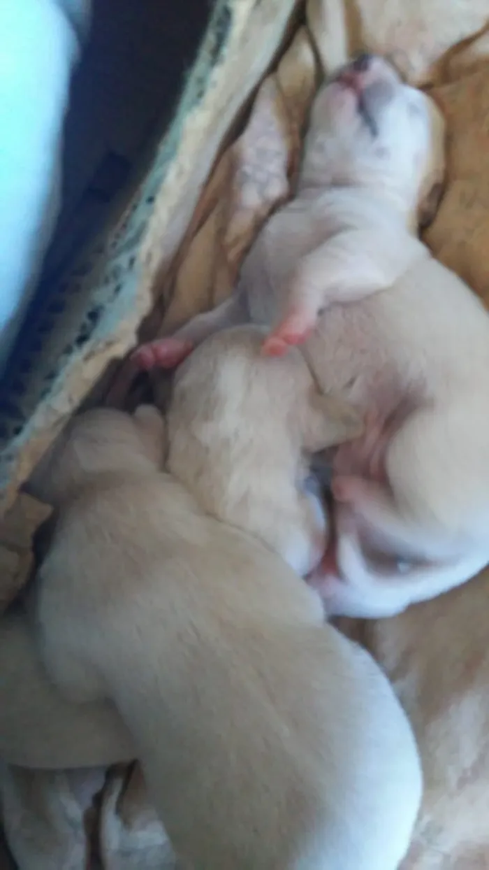 Cachorro raça Daschunds teckel idade Abaixo de 2 meses nome Pinga  sorriso zulem