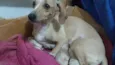 Pinga  sorriso zulem