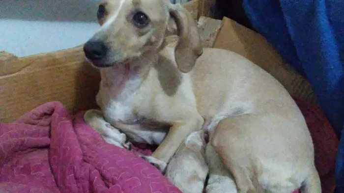 Cachorro raça Daschunds teckel idade Abaixo de 2 meses nome Pinga  sorriso zulem