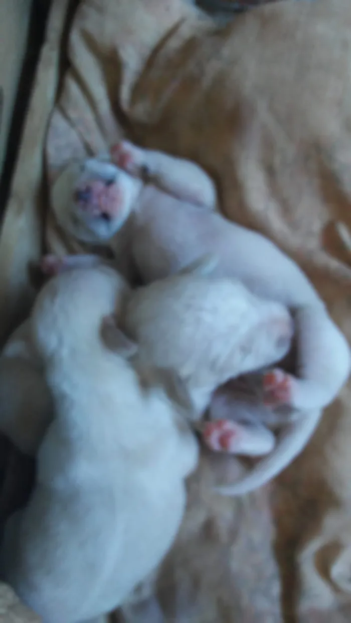 Cachorro raça Daschunds teckel idade Abaixo de 2 meses nome Pinga  sorriso zulem