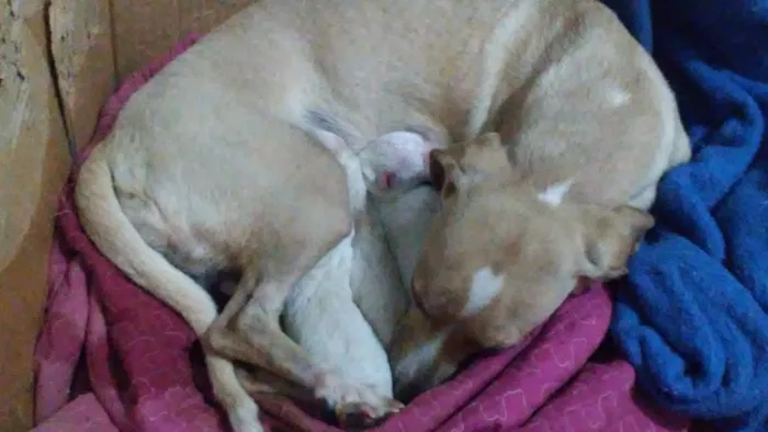 Cachorro raça Daschunds teckel idade Abaixo de 2 meses nome Pinga  sorriso zulem