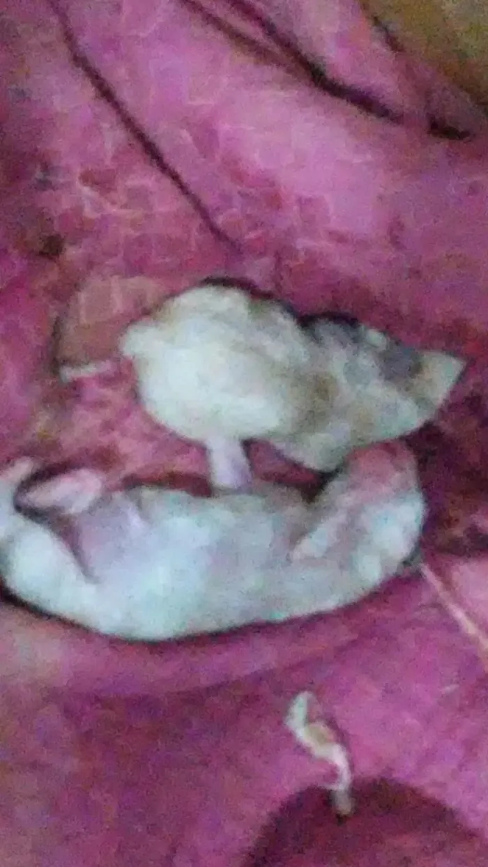Cachorro raça Daschunds teckel idade Abaixo de 2 meses nome Pinga  sorriso zulem