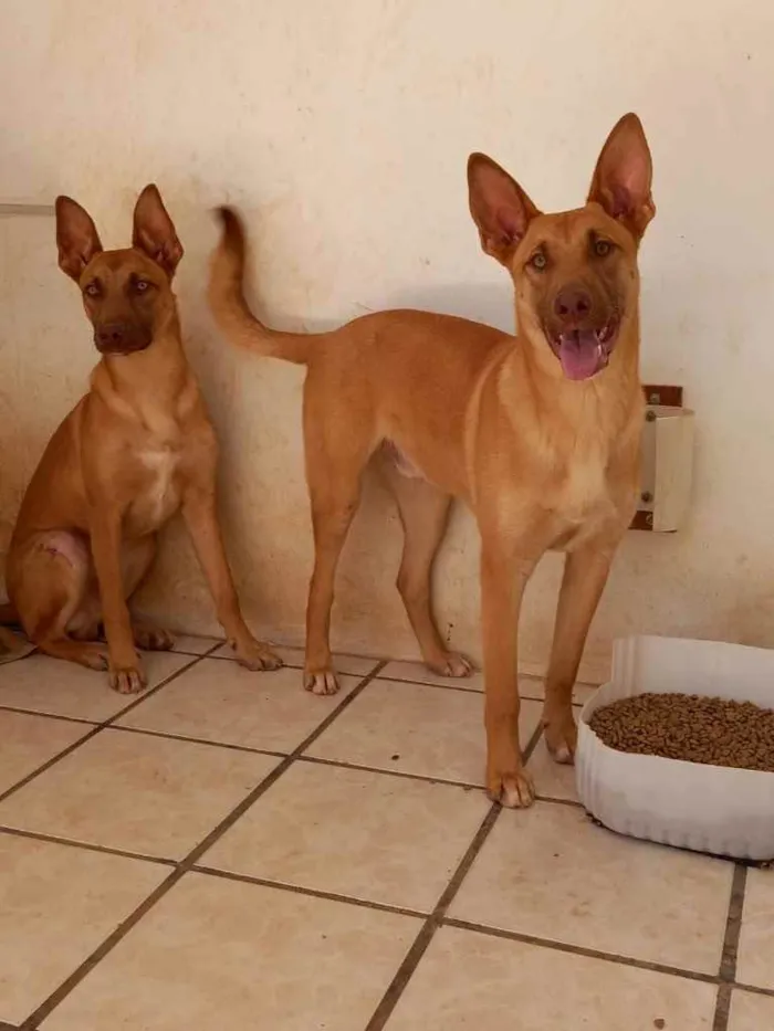 Cachorro ra a  idade 7 a 11 meses nome Nao sei 