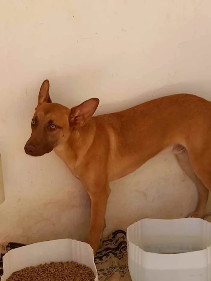 Cachorro ra a  idade 7 a 11 meses nome Nao sei 