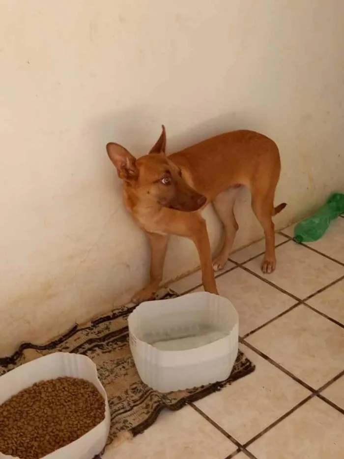 Cachorro ra a  idade 7 a 11 meses nome Nao sei 