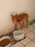 Nao sei
