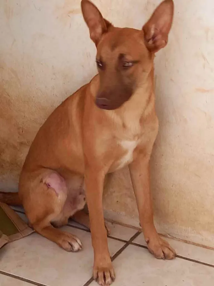 Cachorro ra a  idade 7 a 11 meses nome Nao sei 