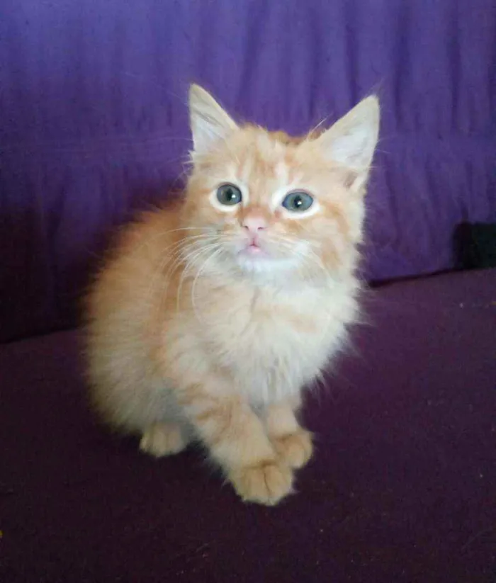Gato ra a Sem raça definida  idade 2 a 6 meses nome Filhote 2 meses