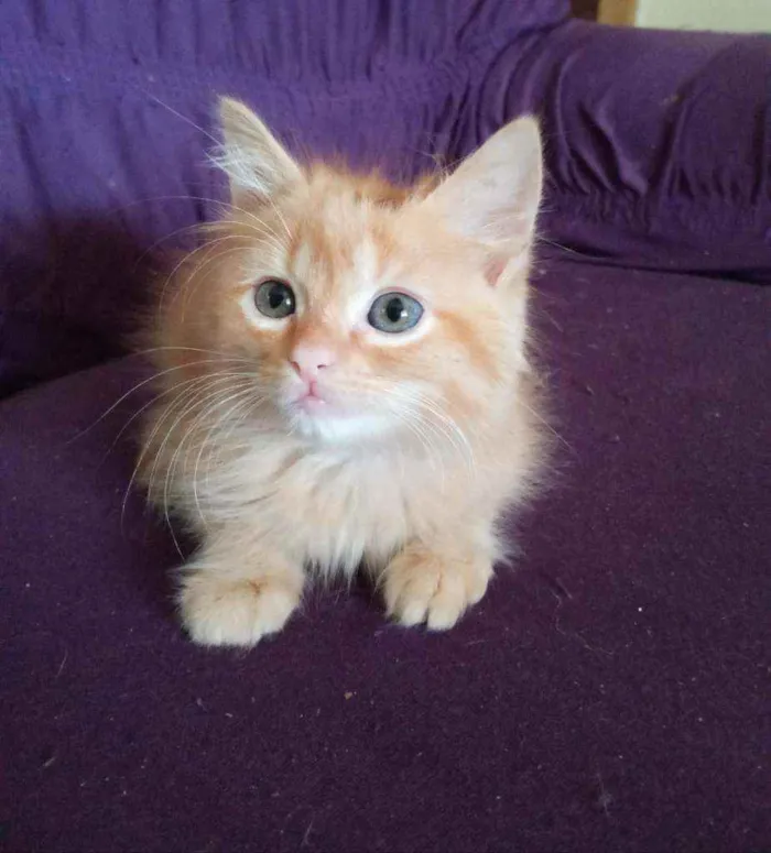 Gato ra a Sem raça definida  idade 2 a 6 meses nome Filhote 2 meses