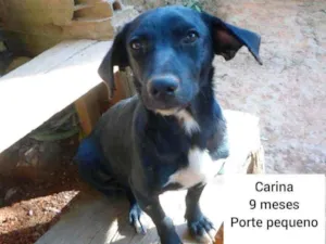 Cachorro raça SRD idade 7 a 11 meses nome Carina