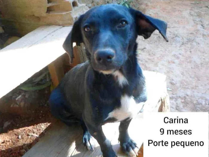 Cachorro ra a SRD idade 7 a 11 meses nome Carina