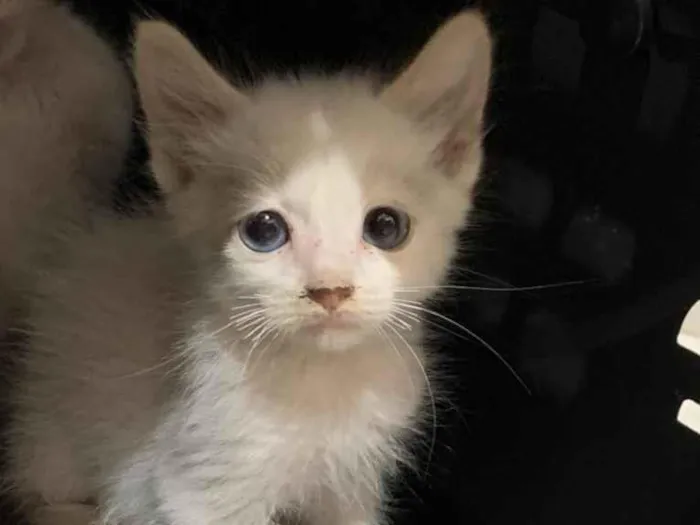 Gato ra a Sem raca idade 2 a 6 meses nome Neve 