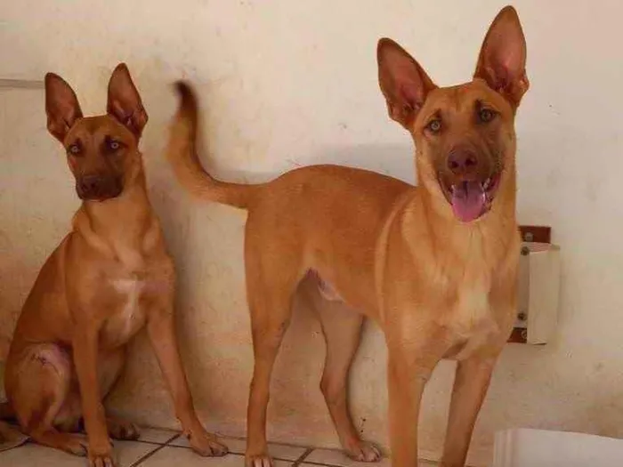 Cachorro ra a  idade 7 a 11 meses nome Nao sei 