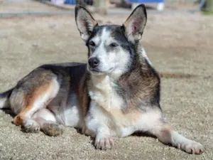 Cachorro raça  idade 3 anos nome Não sei 