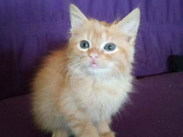 Gato ra a Sem raça definida  idade 2 a 6 meses nome Filhote 2 meses