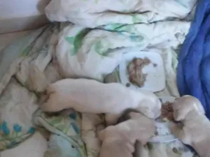 Cachorro raça Daschunds teckel idade Abaixo de 2 meses nome Pinga  sorriso zulem