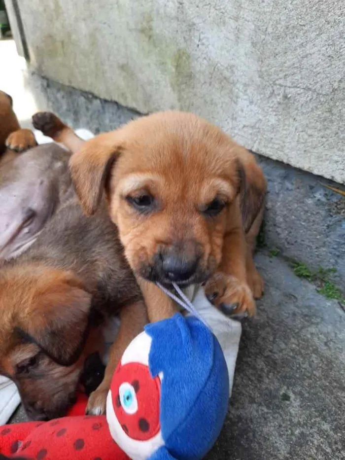 Cachorro ra a  idade 2 a 6 meses nome Não sei 