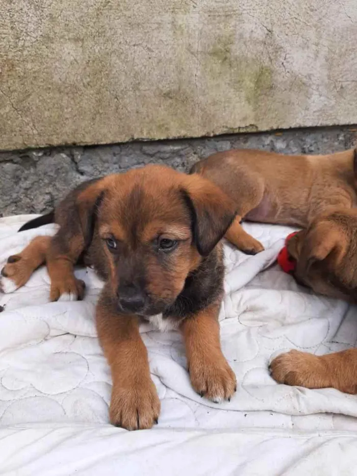 Cachorro ra a  idade 2 a 6 meses nome Não sei 
