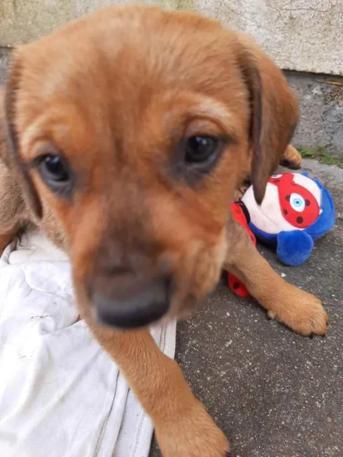 Cachorro ra a  idade 2 a 6 meses nome Não sei 