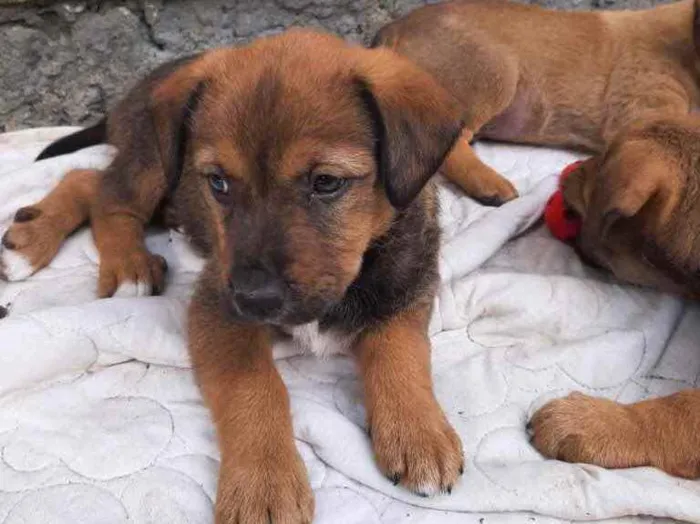 Cachorro ra a  idade 2 a 6 meses nome Não sei 