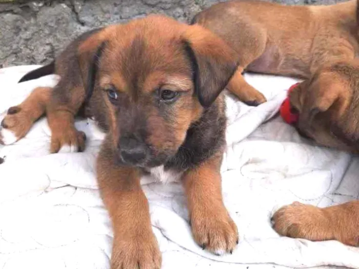 Cachorro ra a  idade 2 a 6 meses nome Não sei 